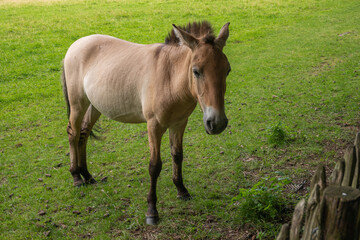 Han-sur-Lesse, Wallonia, Belgium - August 9, 2021: Wildpark. Young light brown Przewalski horse on pasture.