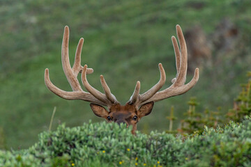 A Large Bull Elk Peeking Above the Vegetation