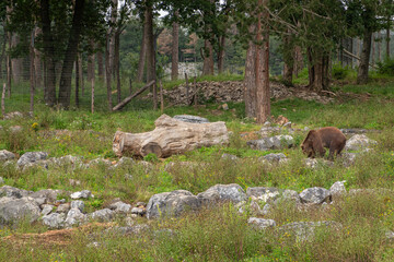 Obraz premium Han-sur-Lesse, Wallonia, Belgium - August 9, 2021: Wildpark. Brown bear looking for food in wilderness.