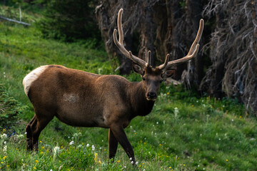A Large Bull Elk Roaming an Alpine Meadow in the Colorado Mountains