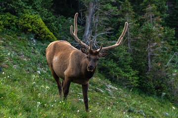 A Large Bull Elk Roaming an Alpine Meadow in the Colorado Mountains