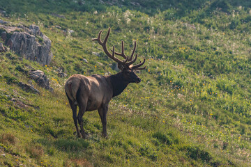 Large Bull Elk in Velvet Antlers in Colorado