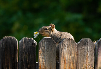 An Adorable Suburban Fox Squirrel Smelling a Flower