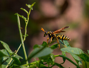 A Paper Wasp Briefly posing on a Leaf