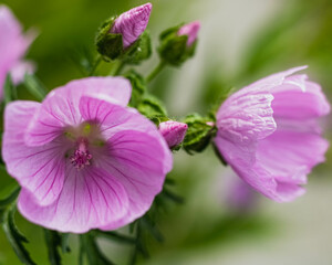 Fototapeta premium pink rose flower