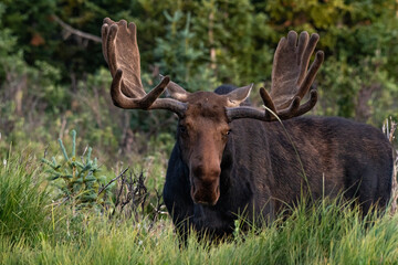 A Large Bull Moose in Velvet Antlers Roaming through the Colorado Mountains