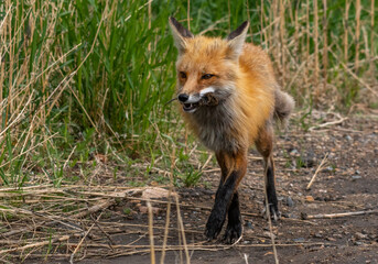 A Beautiful Red Fox Walking with a Vole in Its Mouth
