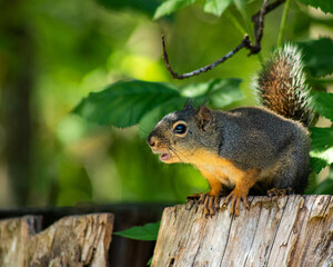 squirrel in the park