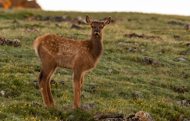 An Adorable Elk Calf in an Alpine Meadow in the Mountains