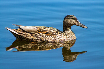 Fototapeta premium duck on the water