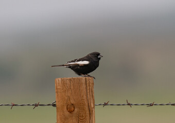 A Male Lark Bunting Perched on a Fence Post