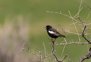 A Male Lark Bunting Perched on a Branch in the Plains of Colorado