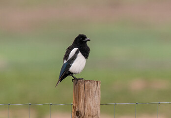 Obraz premium A Black-billed Magpie Missing its Tail Feathers