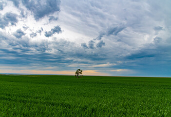 Obraz na płótnie Canvas A Lone Tree on the Eastern Plains of Colorado