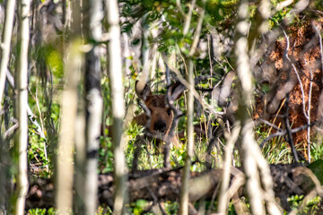 Moose Calf Grazing in a Willow Thicket
