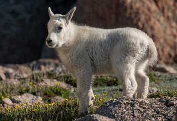 Obraz na płótnie Canvas A Mountain Goat Lamb in an Mountain Meadow