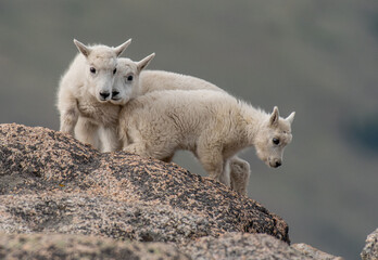 Mountain Goat Kid Triplets in the Rocky Mountains of Colorado