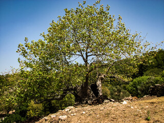A very old plane tree. Have you ever seen a very old tree? This plane tree is hundreds of years old. It's in Eskitürbe, Milas, Turkey. Visit it, touch the living history.