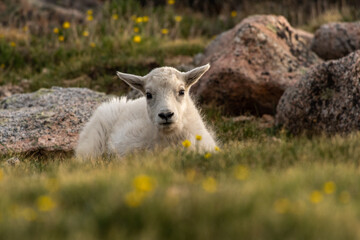 Naklejka premium An Adorable Mountain Goat Kid Lounging in an Alpine Meadow 