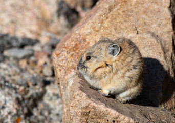 An American Pika in Talus at High Altitude