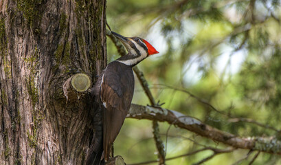 Pileated Woodpecker in a Cedar Tree