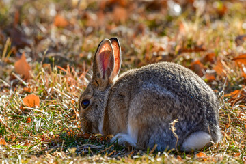 Cottontail Rabbit in the grass and Sun Showing off the Veins in Ear