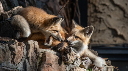Red Fox Kits Playing