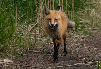 Naklejka na ściany i meble A Red Fox with a Vole in its Mouth