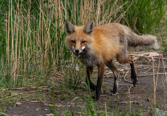 A Red Fox with a Vole in its Mouth