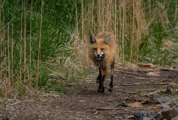 Fototapeta premium A Red Fox with a Vole in its Mouth