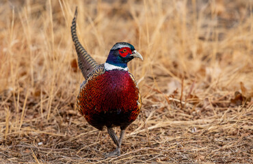A Beautiful Ring-necked Pheasant Foraging for Food in Autumn