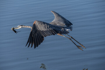blue heron with ratt fying