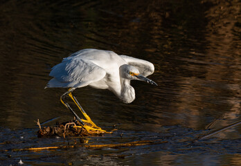 A Snowy Egret ready for Takeoff on a Summer Morning