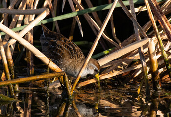 A Sora Wading through the Marsh Searching for Food