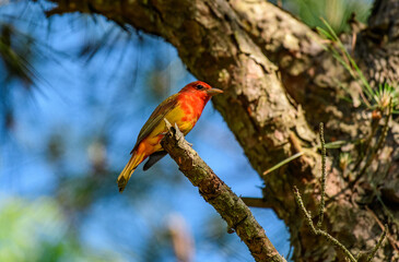 Molting Summer Tanager Perched in an Evergreen