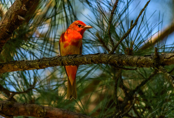 Molting Summer Tanager Perched in an Evergreen