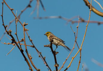 A Verdin Perched on top of a Bush