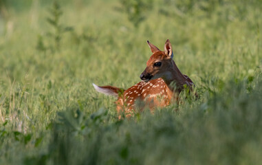 An Adorable White-tailed Deer Fawn on a Spring Morning