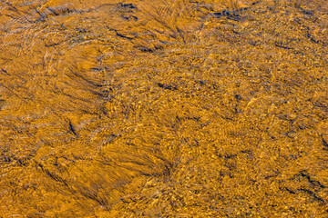 Bright orange thermophiles, microorganisms in found in hot springs thermal environments, Yellowstone National Park, USA
