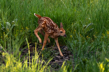 An Adorable White-tailed Deer Fawn Frolicking in a Meadow on a Spring Morning