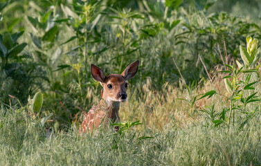 An Adorable White-tailed Deer Fawn on a Spring Morning