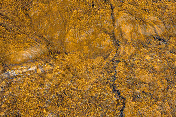Bright orange thermophiles, microorganisms in found in hot springs thermal environments, Yellowstone National Park, USA
