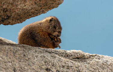A Yellow-bellied Marmot in the High Rocky Mountains of Colorado