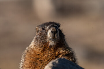 A Yellow-bellied Marmot in the High Rocky Mountains of Colorado