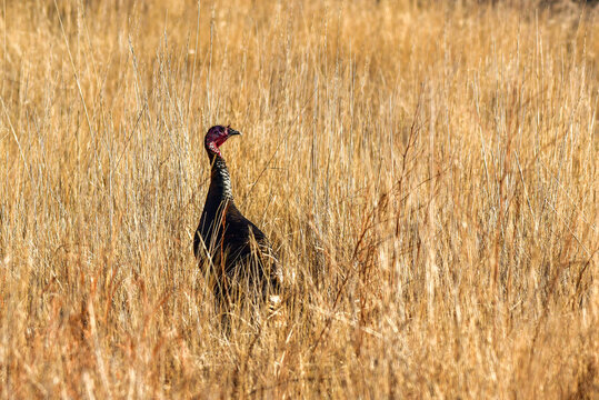 A Wild Turkey in an Agriculture Field in Fall