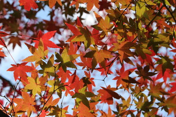 モミジと紅葉！色とりどりの日本の自然