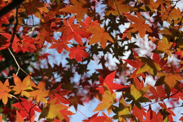 モミジと紅葉！色とりどりの日本の自然