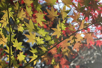 モミジと紅葉！色とりどりの日本の自然