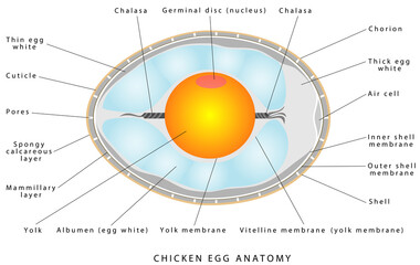Chicken egg anatomy. The internal structure of a bird egg. Bird anatomy. Bird, chicken egg anatomy. Egg embryo anatomy. Detailed birds and chicken reproduction. Simple annotated. White background