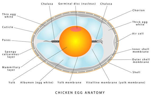 Chicken egg anatomy. The internal structure of a bird egg. Bird anatomy. Bird, chicken egg anatomy. Egg embryo anatomy. Detailed birds and chicken reproduction. Simple annotated. White background